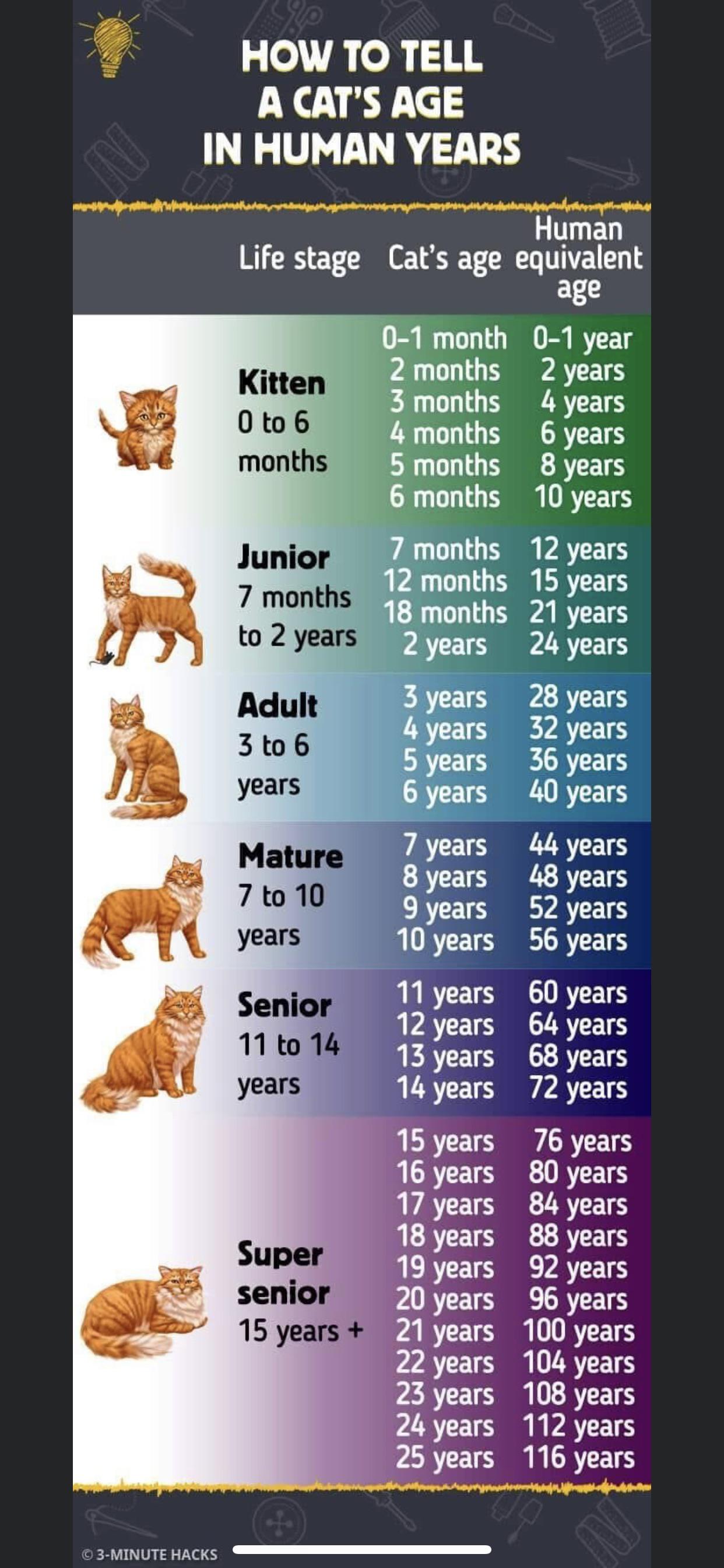 chart about how to tell a cat's age in human years